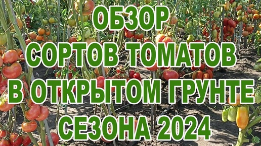 Обзор сортов томатов в открытом грунте сезона 2024