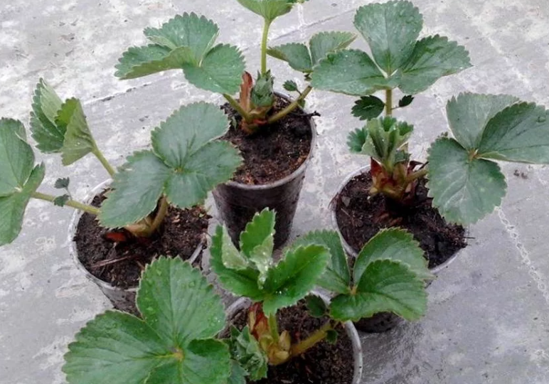 Размножение земляники первыми розетками может оставить вас без урожая - какая рассада лучше