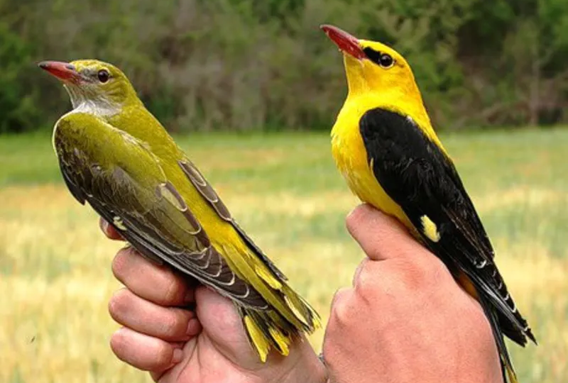 Иволга: Чего чисто тропическая птица забыла в России? Наш постоянный гость с далёкого юга