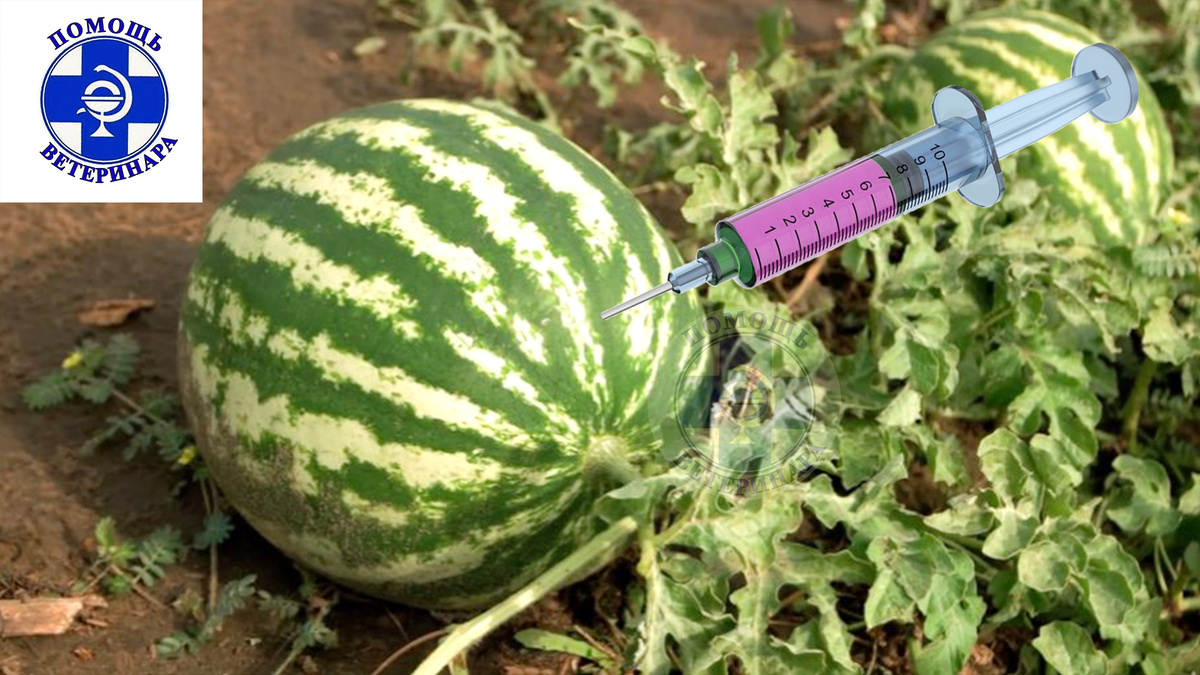 Самые резонансные отравления были при потреблении арбузов.