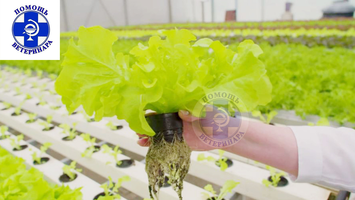 Салат латук может содержать до 5000 мг/кг нитратов.