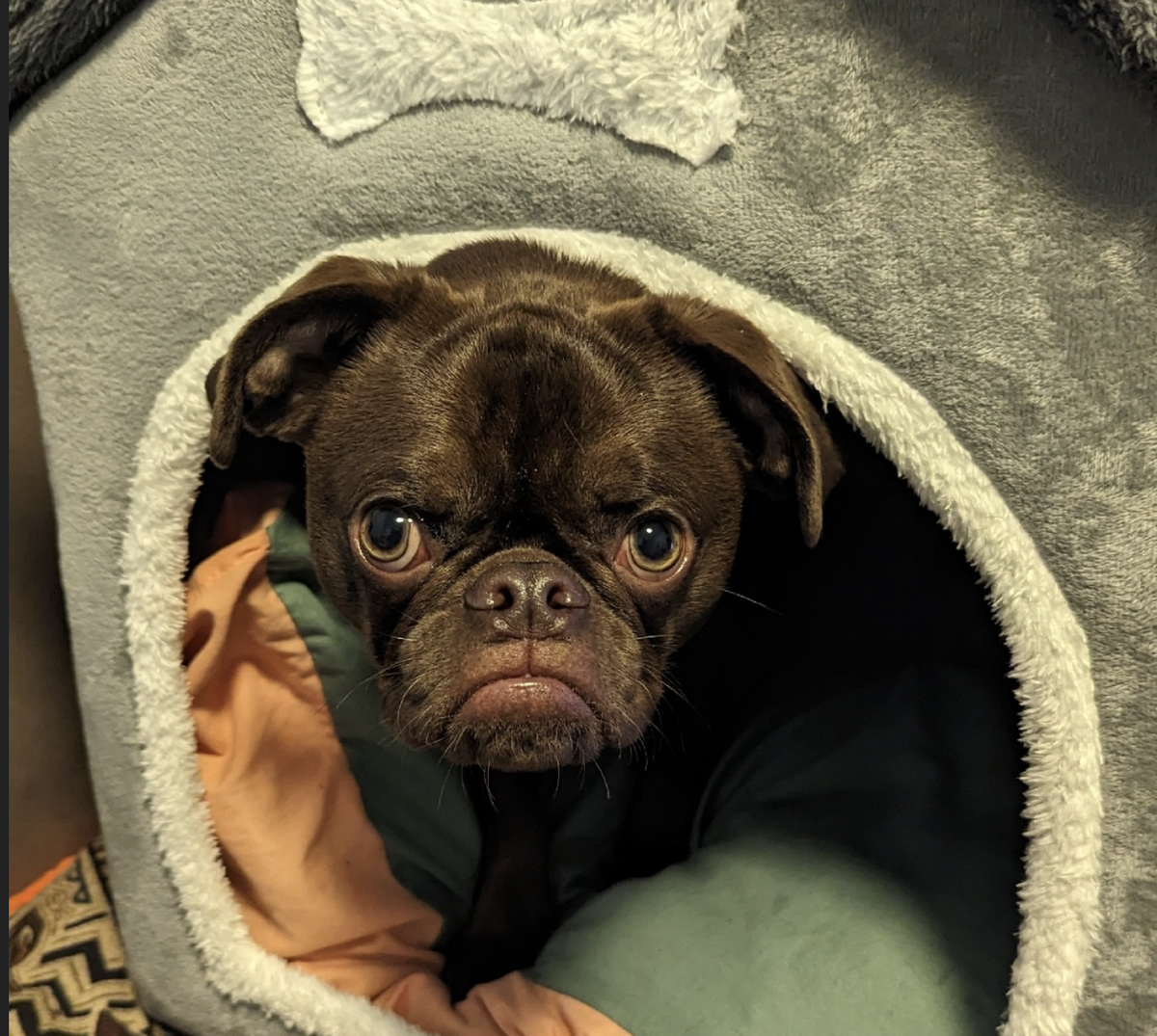 Наш любимец Винстон