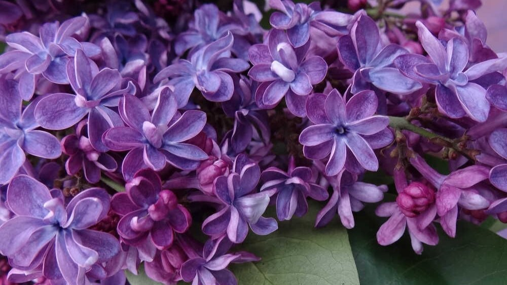 Есть довольно распространенная практика — посвящать сорт конкретному человеку. Особенно часто это делал выдающийся французский селекционер Виктор Лемуан. Он называл сорта сирени именами известных соотечественников. Наверное, в его случае это оправдано, так как он имел к тому моменту всеобщее признание в своей стране.