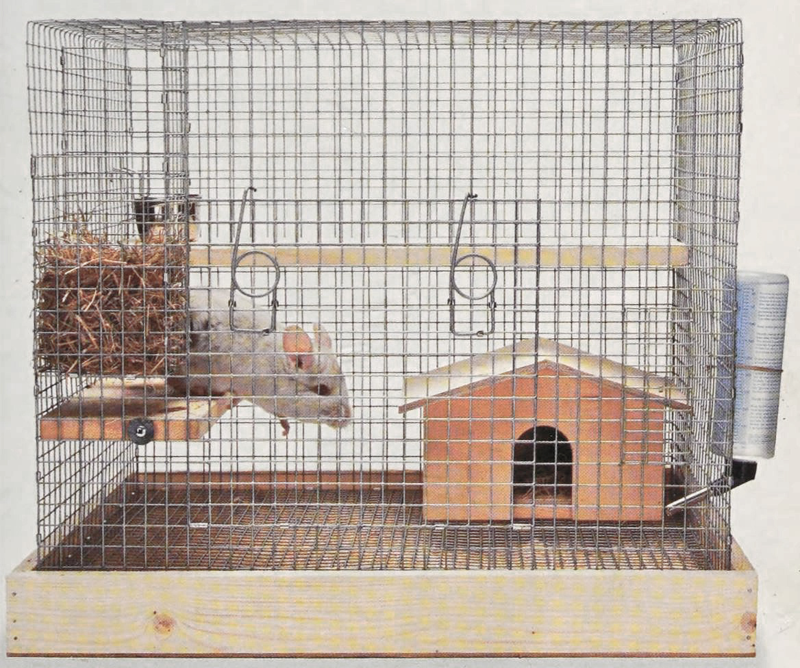 Иллюстрация из английского оригинала. Getting to know your chinchilla - Page, Gill, 2001. https://archive.org/details/gettingtoknowyou0000page_e1f7