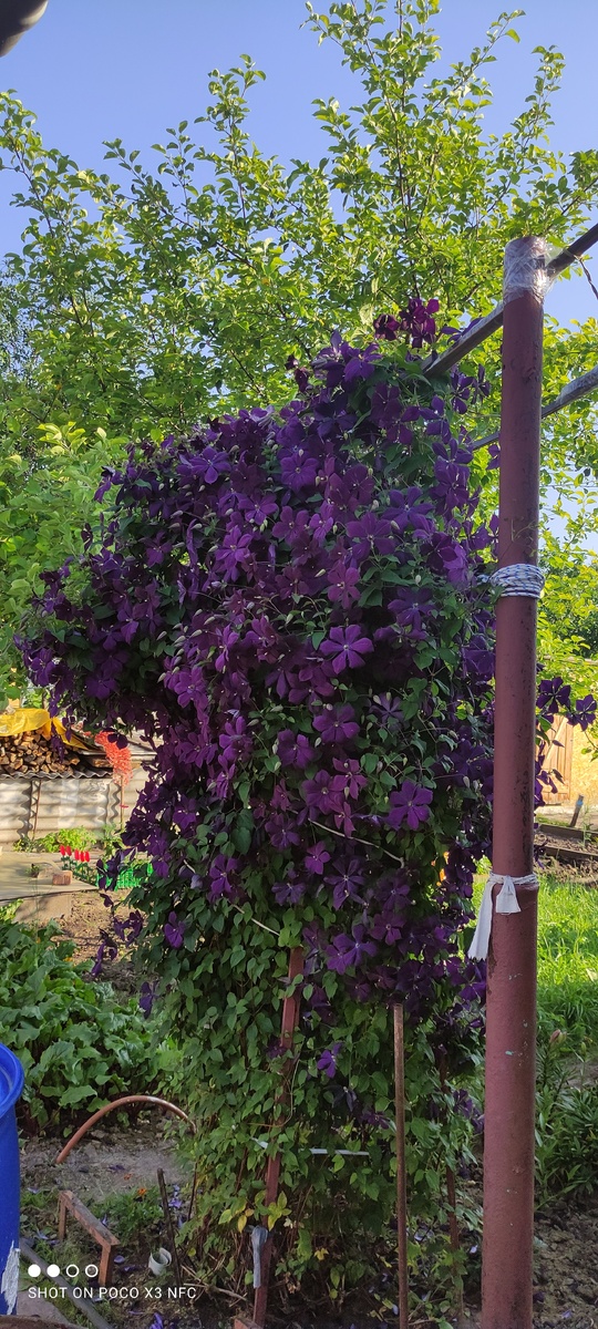 Клематису 5-7 лет