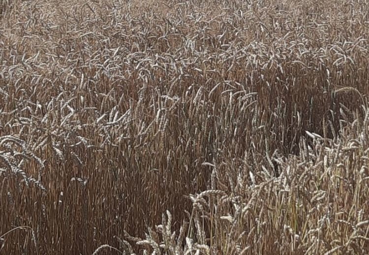    Понимание принципов выбора оптимальных сортов озимой пшеницы для хозяйства - советы Россельхозцентра по Тульской области