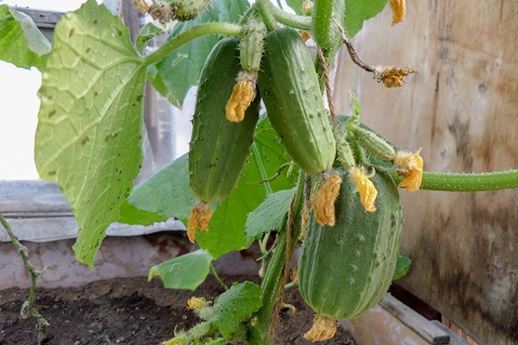    Фото Андрея Заржецкого