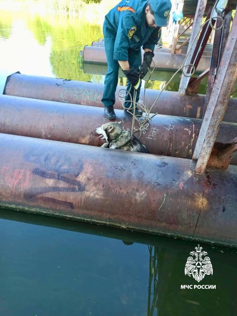 К псу, застрявшему в реке в Тверской области, на помощь пришли спасатели