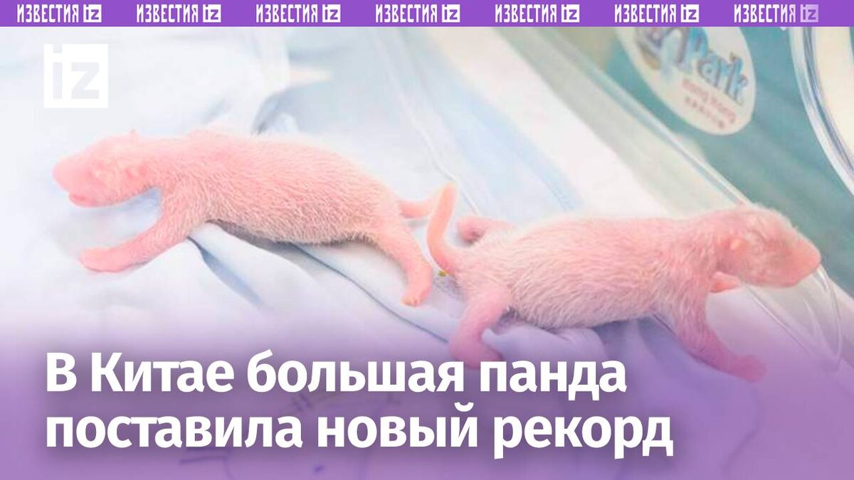 Фото: REUTERS/Ocean Park Hong Kong/Cover Image via Reuters Connect