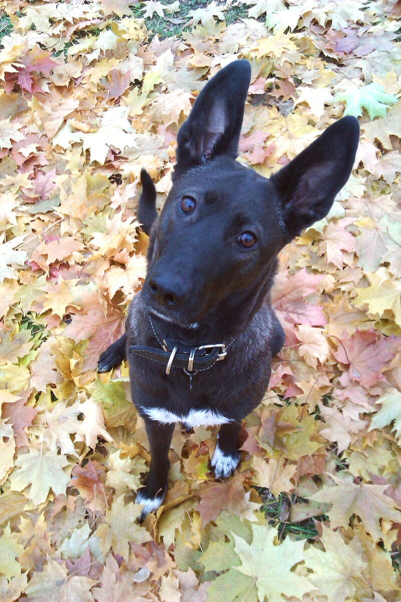 P.S. Моя дражайшая псина, 13 лет старушке. Каждый год виню себя за то, что упустила срок плановой вакцинации, и он мееедленно так сползает примерно на месяц ежегодно. Но по факту это не опасно, конечно, ведь защита зверя не исчезает ровно через год, а начинает ослабевать, потому и необходимо её подкреплять.