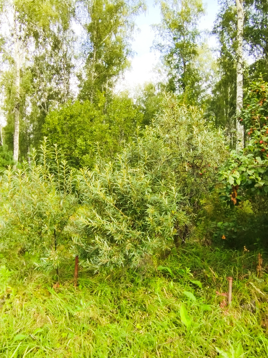 Наш "негрибной" лес