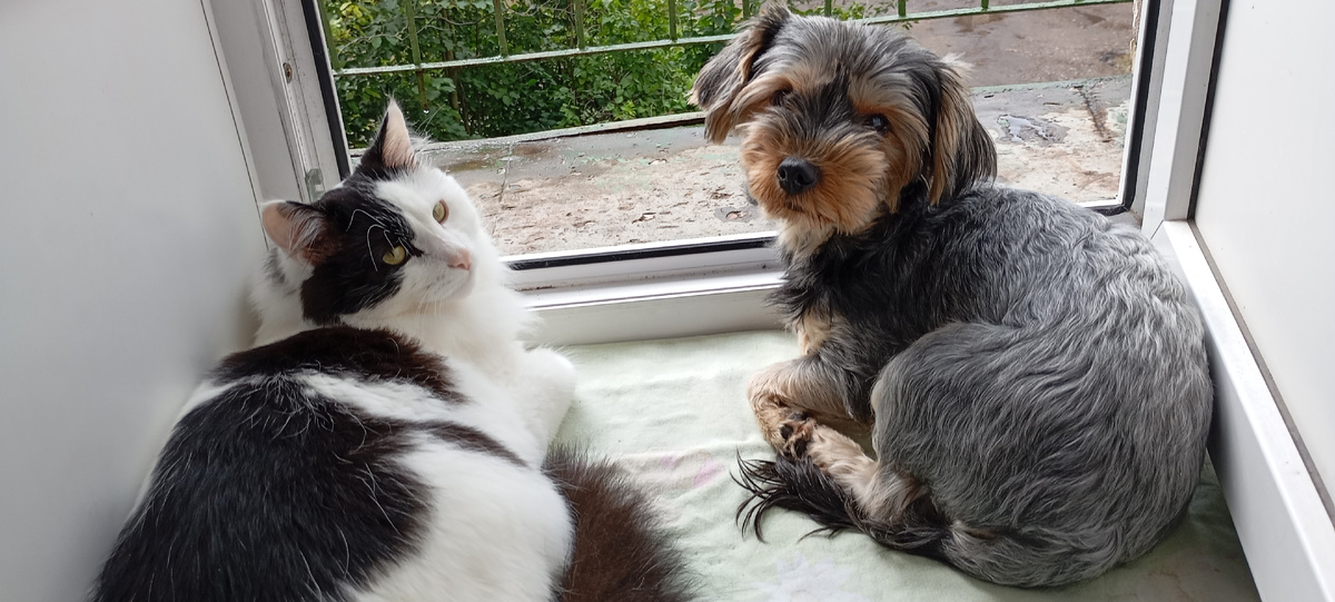 Ждут когда кончится дождь.  