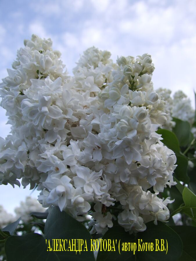 Александра Котова” – у этой сирени бутоны перед цветением достигают потрясающих размеров. Белоснежные густомахровые цветки в полном роспуске придают соцветию необыкновенную пышность и плотность. Первые цветки расцветают одновременно с другими сортами, а отцветает этот сорт последним, что продлевает его декоративность.