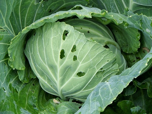 Слизни на капусте. 