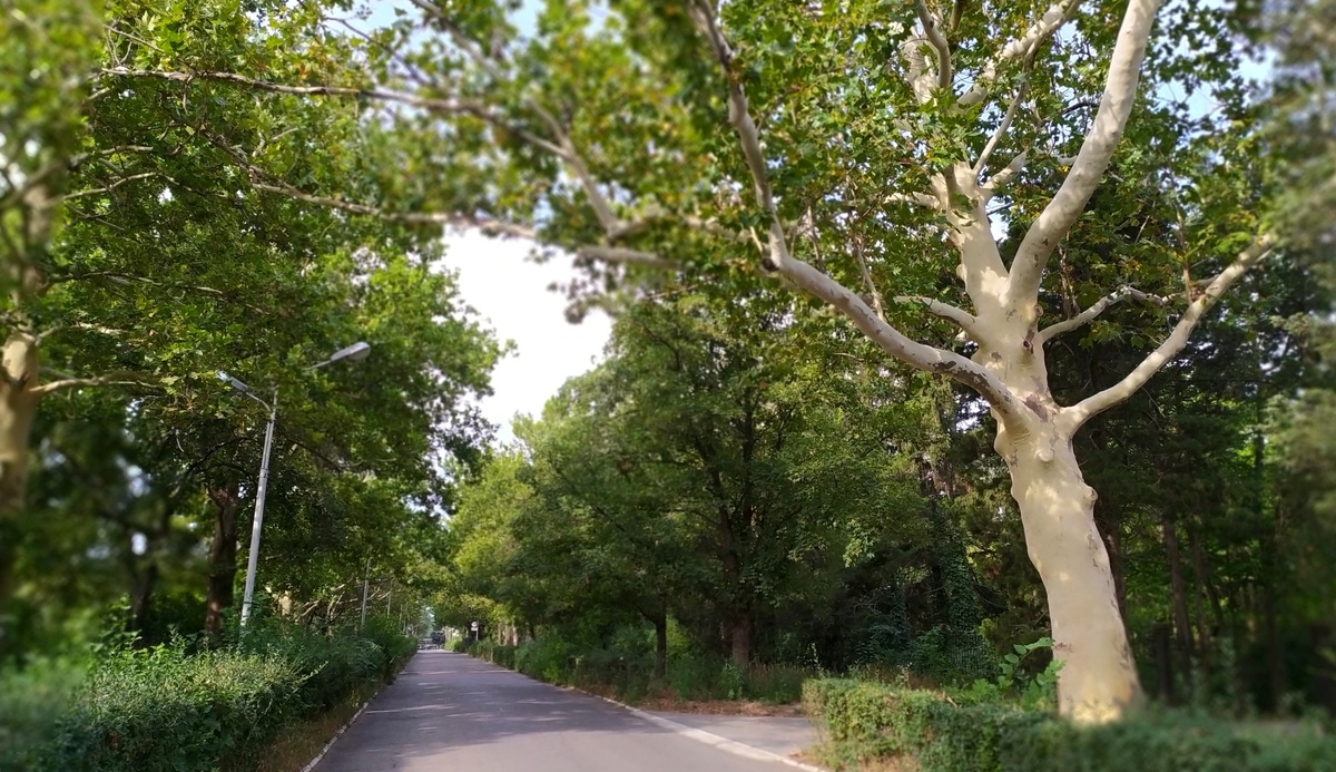 Аллея по пути в НИИ. На ней особое внимание обращают на себя мощные, величественные платаны. Пока я их фотографировала, меня обогнала незнакомая прохожа, и,улыбаяс, спросила: "Турист?" "Нет", - отвечаю. "Я местная. Просто ьв это время года эти платаны так и привлекают к себе внимание".  За эту их особенность сбрасывать с себя кору, в народе платан называют "бесстыдницей". Заговорившая со мной незнакомка привела другое, более завуалированное и поэтическое название - "дерево любви".  Да.... в этом явлении, бесспорно, есть нечто очень зрелищное, и, в то же время, интимное...
Жаль, фотокамера не передает мощи этих деревьев...