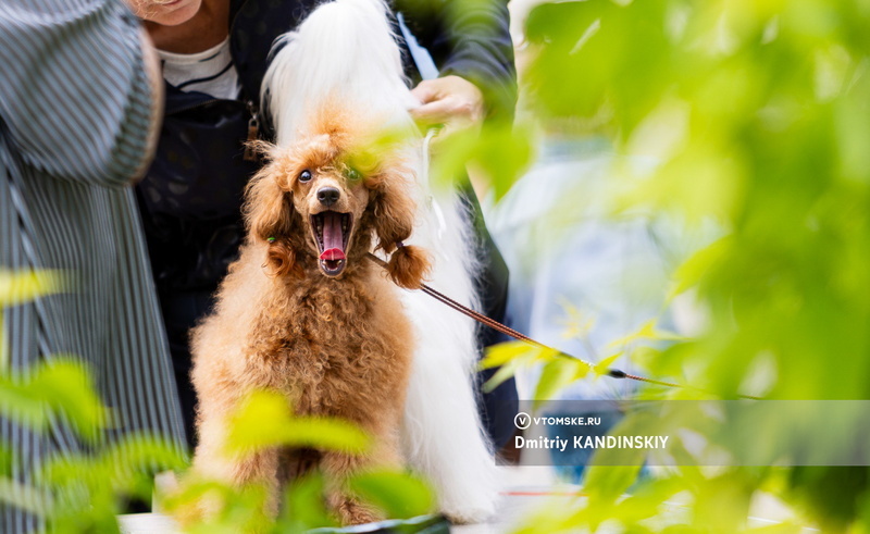    Фото: Дмитрий Кандинский / vtomske.ru