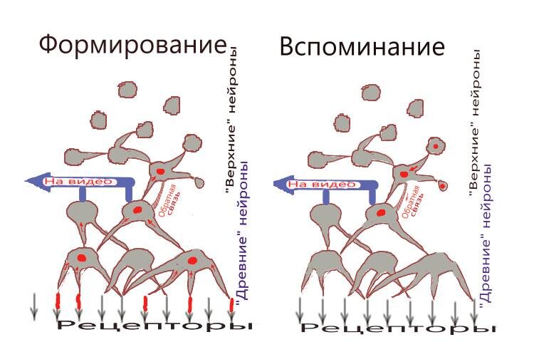 При формировании нейронной сети нейроны своими дендритами дотягиваются до активных (в одно временное окно) нейронов-соседей. Нижние (древние) нейроны соединены с рецепторами. Выполнение этого правила соединения даёт побочный эффект - образование обратной связи от нижнего нейрона к верхнему. При вспоминании возбуждение верхнего нейрона за счет ранее образованной обратной связи приводит к возбуждению нижнего нейрона. В результате этого зрительный анализатор работает при молчащих рецепторах так, будто они воспринимают внешнее воздействие. 