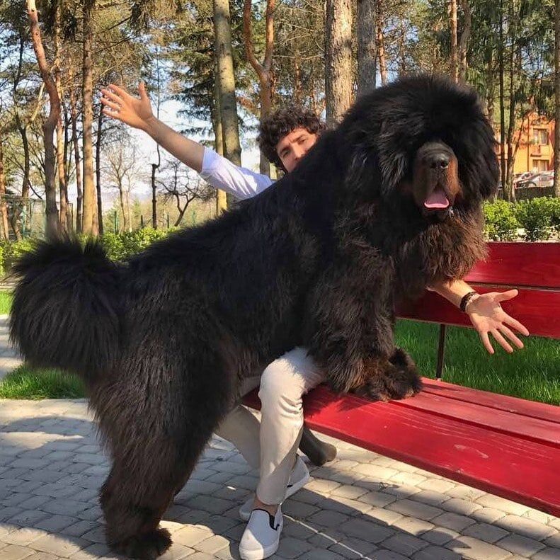 _tibetanmastiff