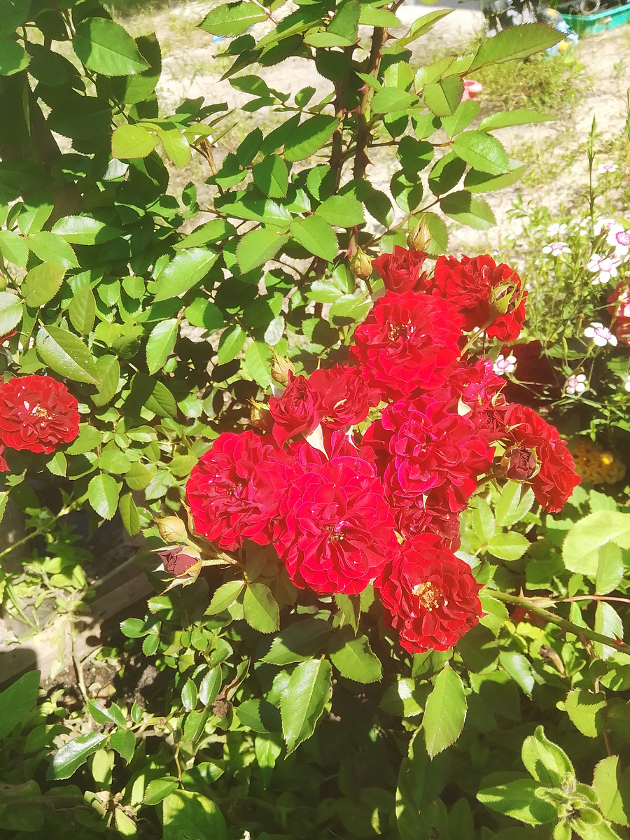 Повторное цветение розы