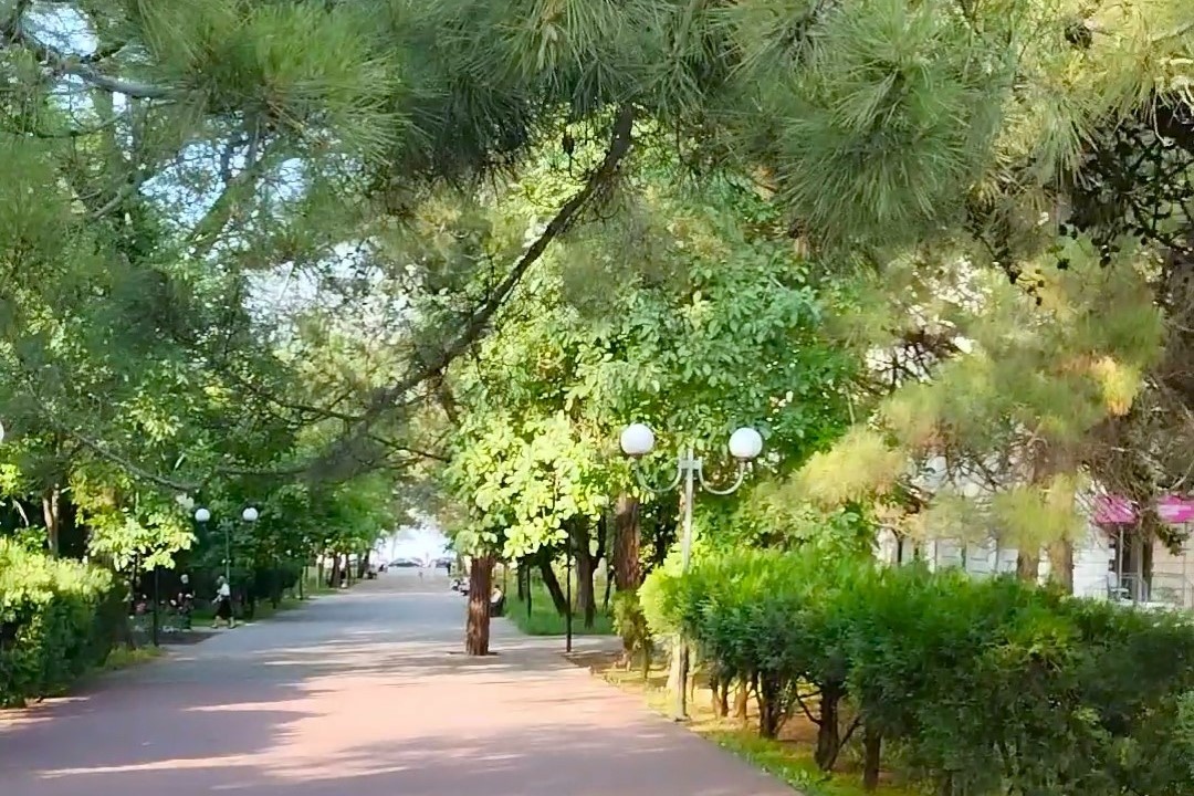 Парк с огромными деревьями в Новороссийске. (Фото автора)