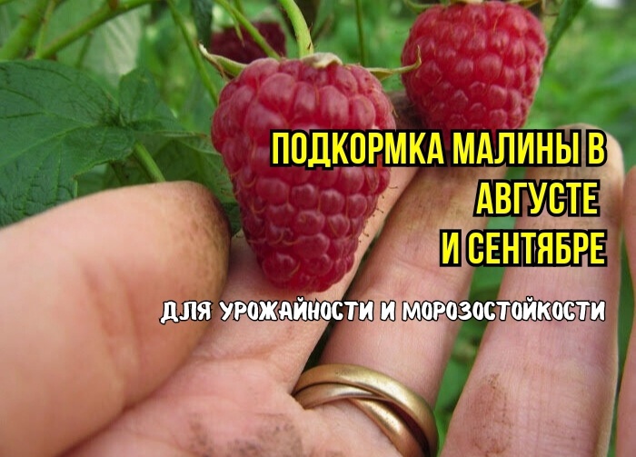 Малина в августе: 3 любимые подкормки. Чтобы было много ягод, для крепких побегов и морозостойкости. Для малины и ведер не хватит