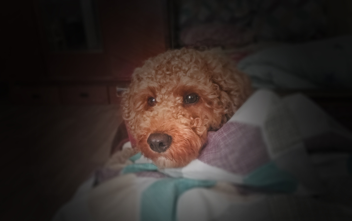 Румпель: - Я бы тоже сам гулял, если бы меня кто-то отпустил. На озеро бы сам сходил...