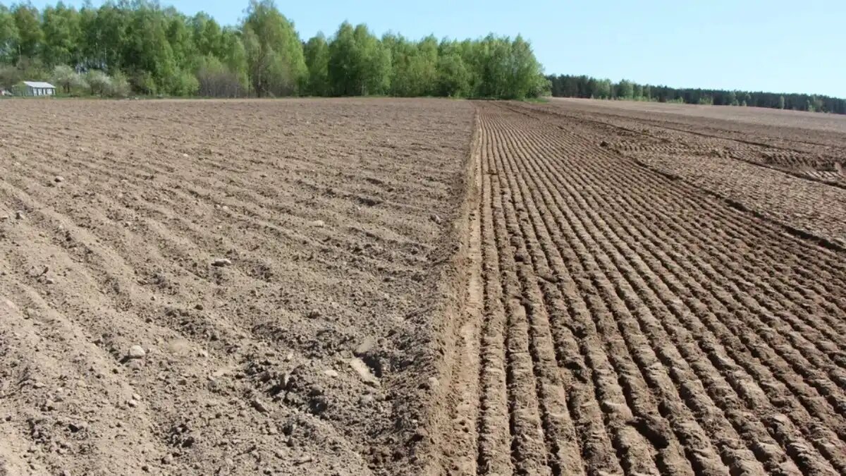  Фото:© Владимир Исаенко / Glavagronom.ru
Чем выше биологическое разнообразие почвы, тем больше растительной сельхозпродукции мы можем получить с единицы площади