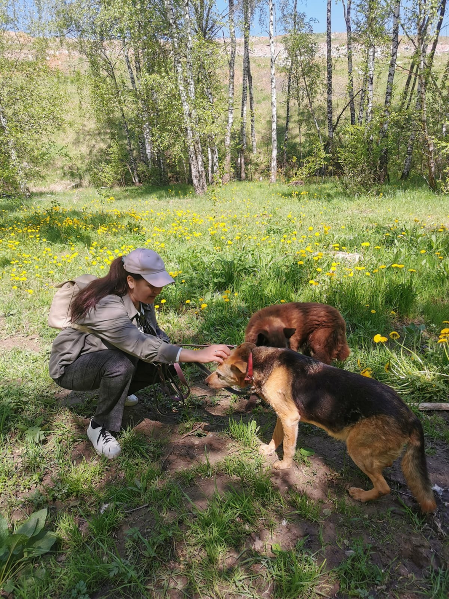 Не все собаки, живущие в приюте, выходят на прогулки с волонтерами в лес. Старички Шмоня и Ночка вышли подышать лесным воздухом.