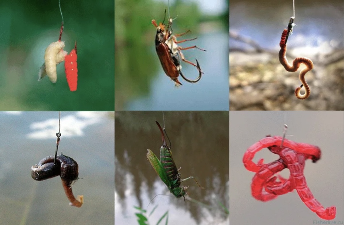 Рыбалка геншин импакт. Как найти приманку. Как найти приманку. Насадка опарыша на крючок фидер. Правильная насадка опарыша на крючок для рыбалки.