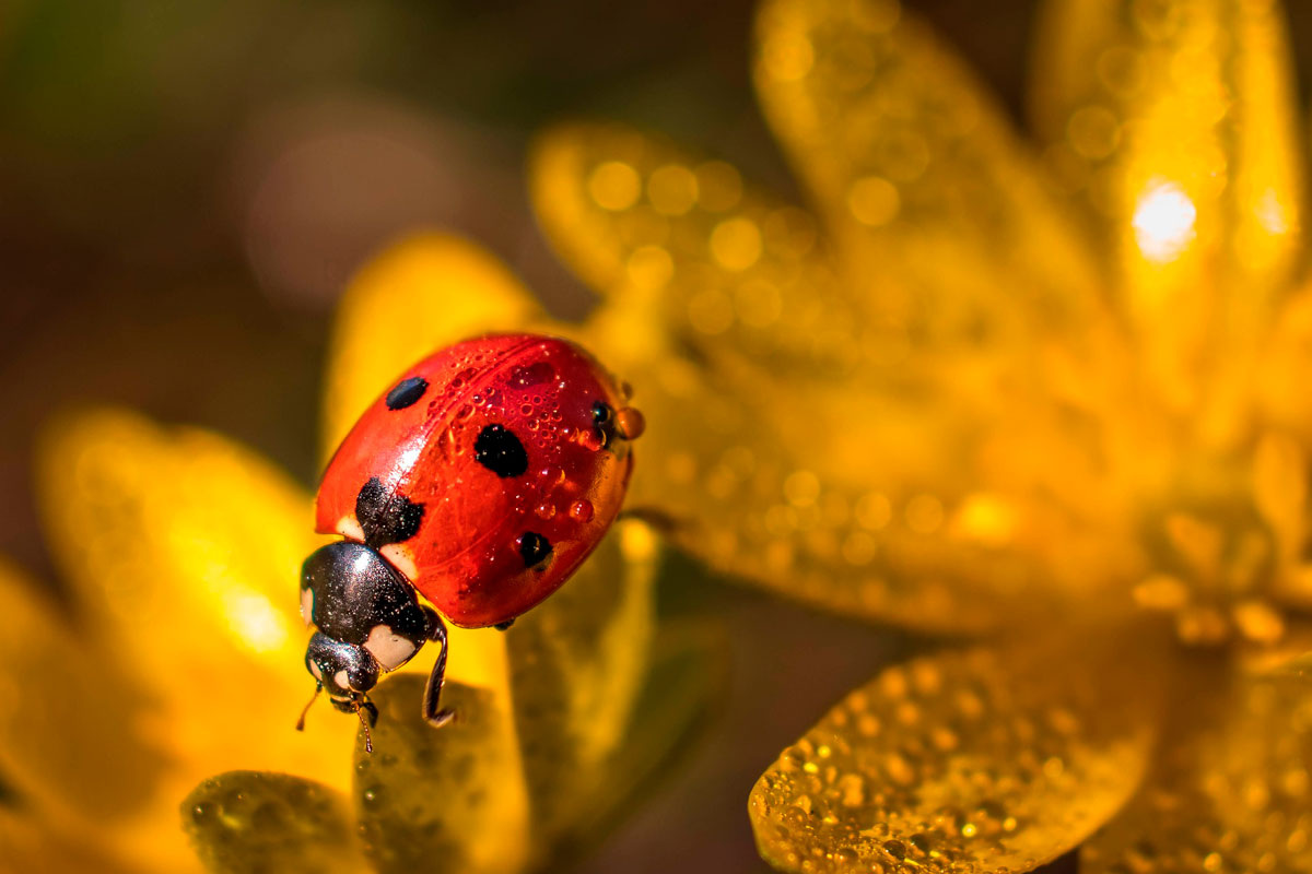    Фото: MariaAge / Pixabay.com