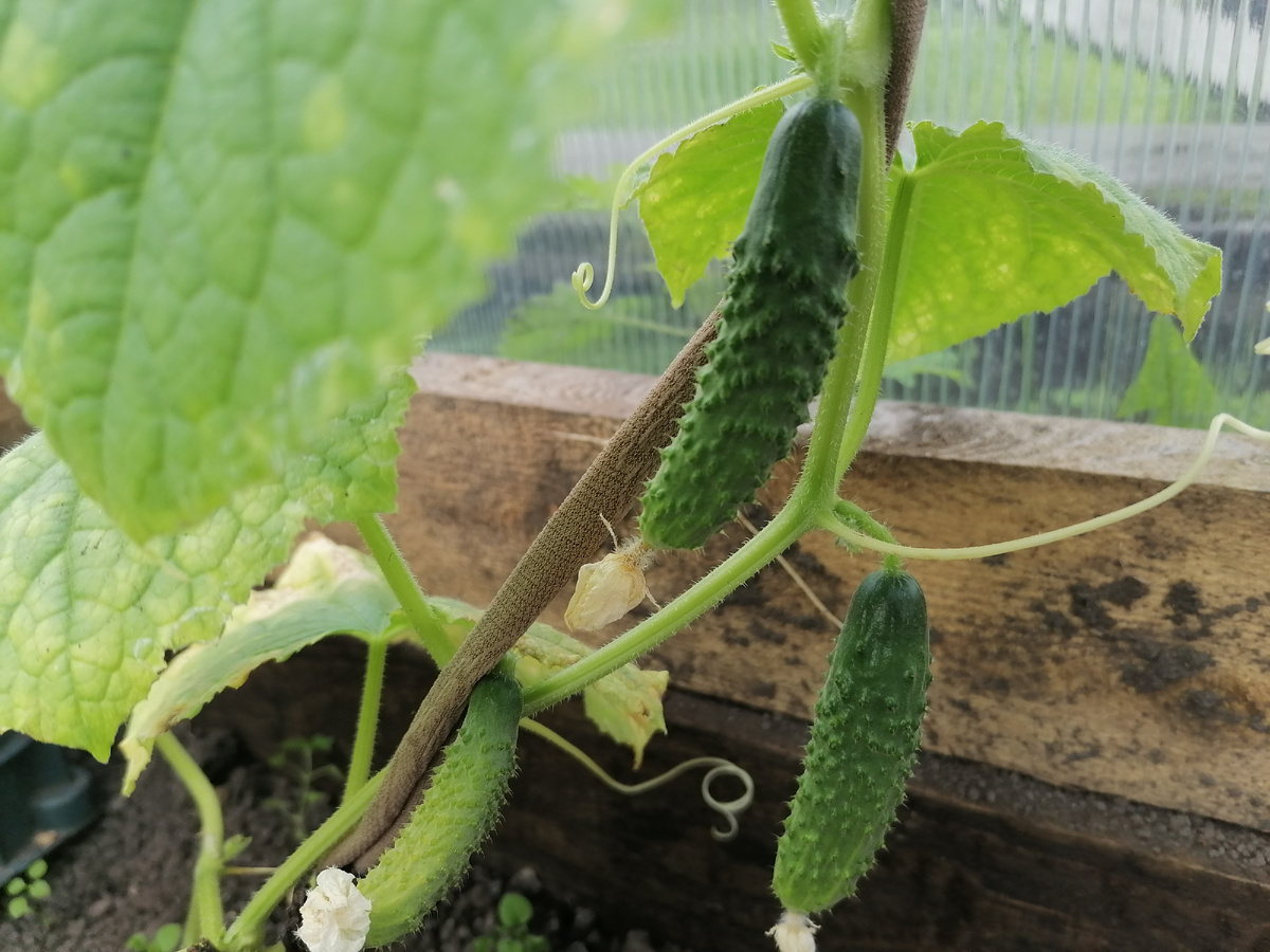 12 июня огурцы на подходе