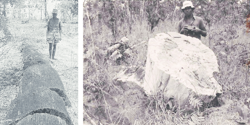 Транспортировка кусков ископаемой древесины из парка Чирунду для демонстрации в Геологическом управлении г.Лусаки. Фотографии Гарри Гейра. 