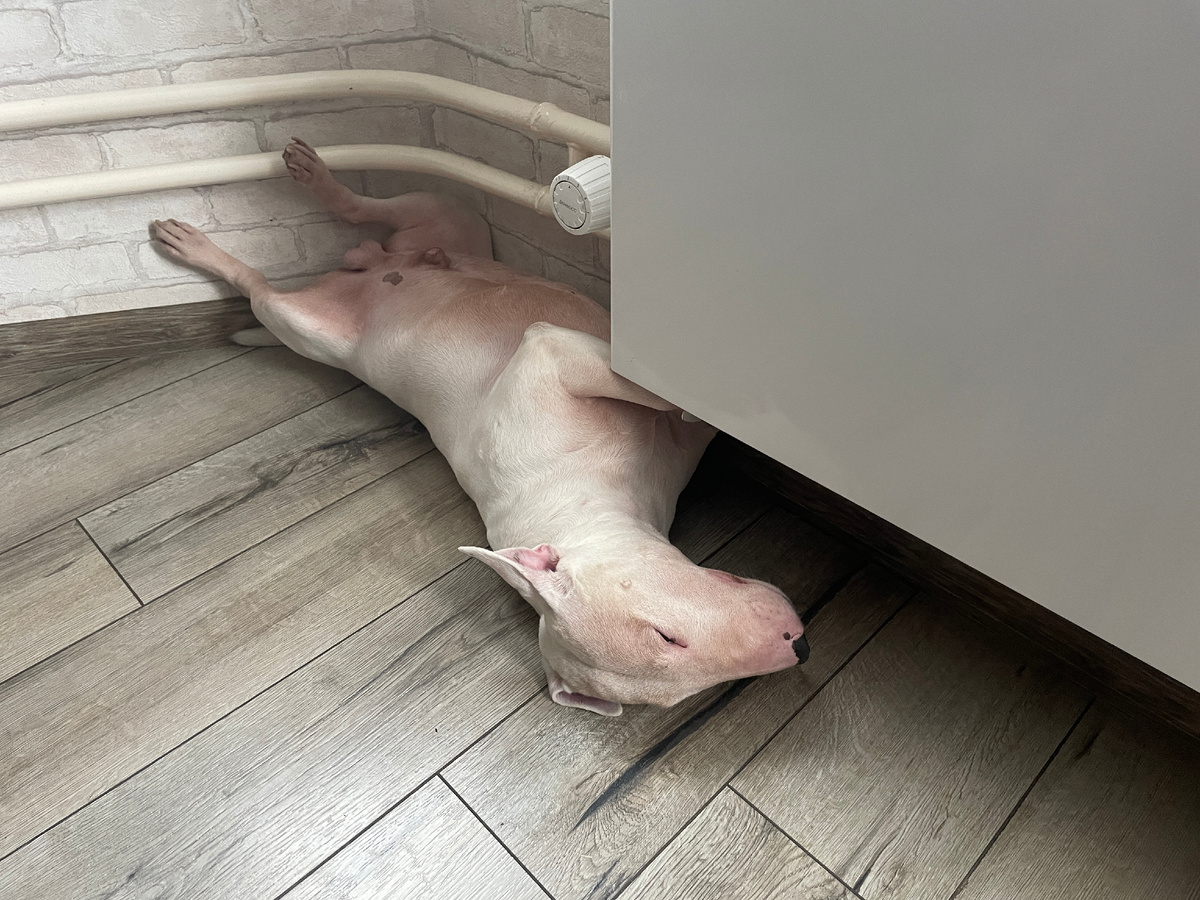 Это Кокос и так он спит 😂