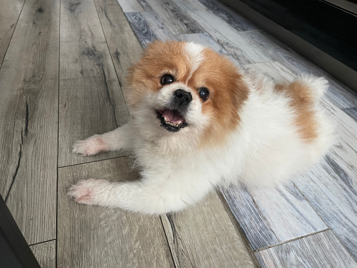 Пожилой Бася