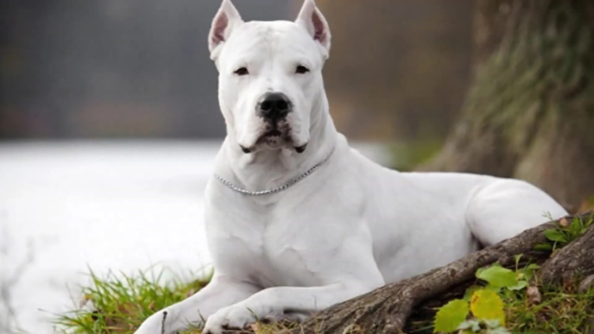 Другие названия: аргентинский мастиф