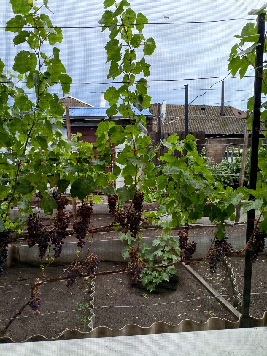 Фото подписчицы