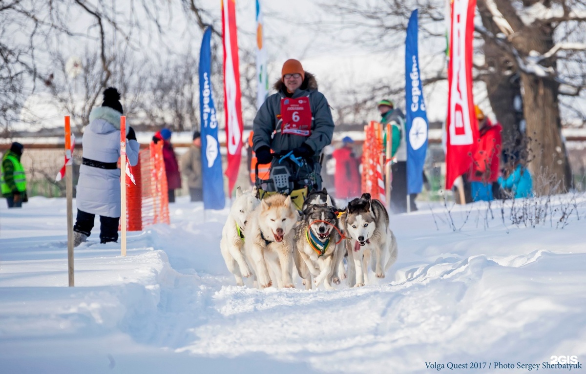 Сибирские Хаски "Серебро Севера" на Международной гонке на собачьих упряжках "Волга Квест" (520 км) в 2017 году