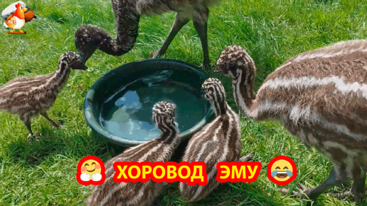 Хоровод Эму у тазика с водой 😂 Страусята разных возрастов играют во дворе ❣️🤗🥰