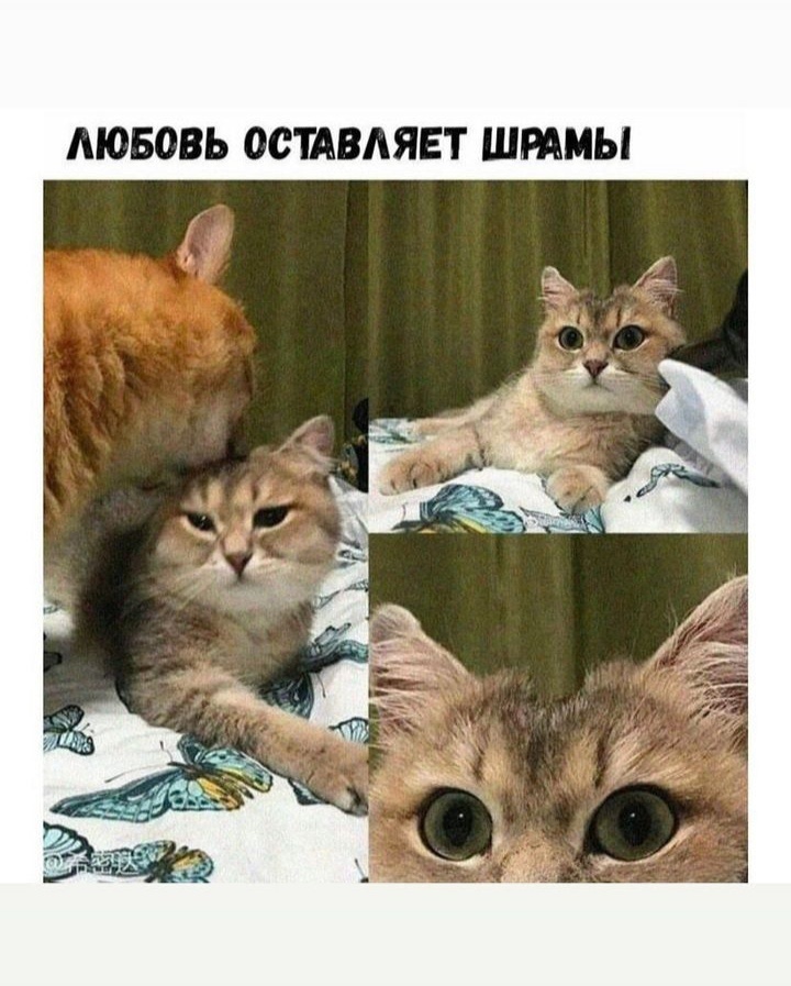 Фото из открытых источников.