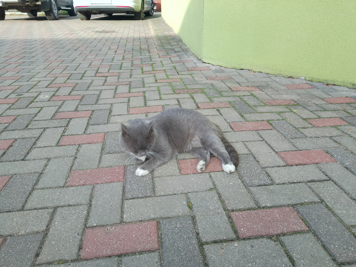 Котик-красавец. Возле магазина (бездомный) 