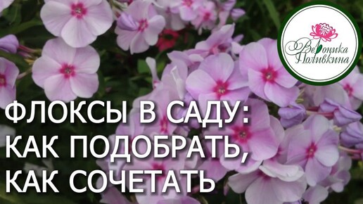 ФЛОКСЫ ДЛЯ САДА