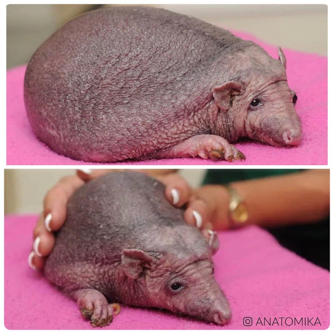 Еж Нельсон (www.reddit.com)