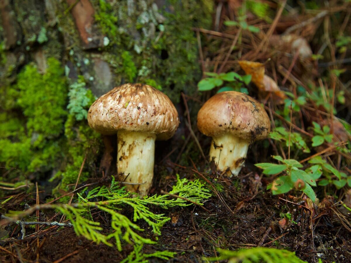    Грибы мацутакэ© iStock.com / kenko-