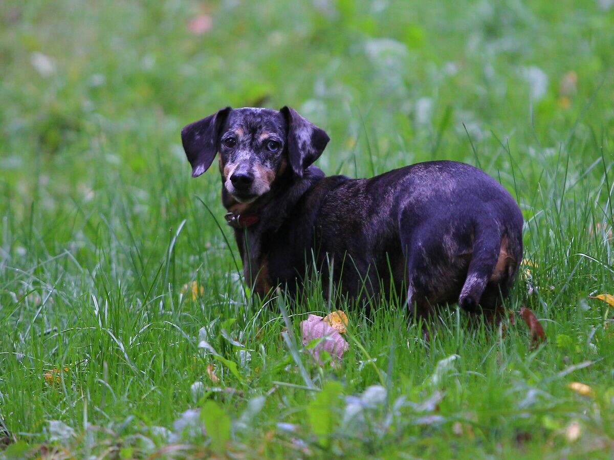    Такса в музее-заповеднике "Коломенское" в Москве© РИА Новости / Мария Девахина