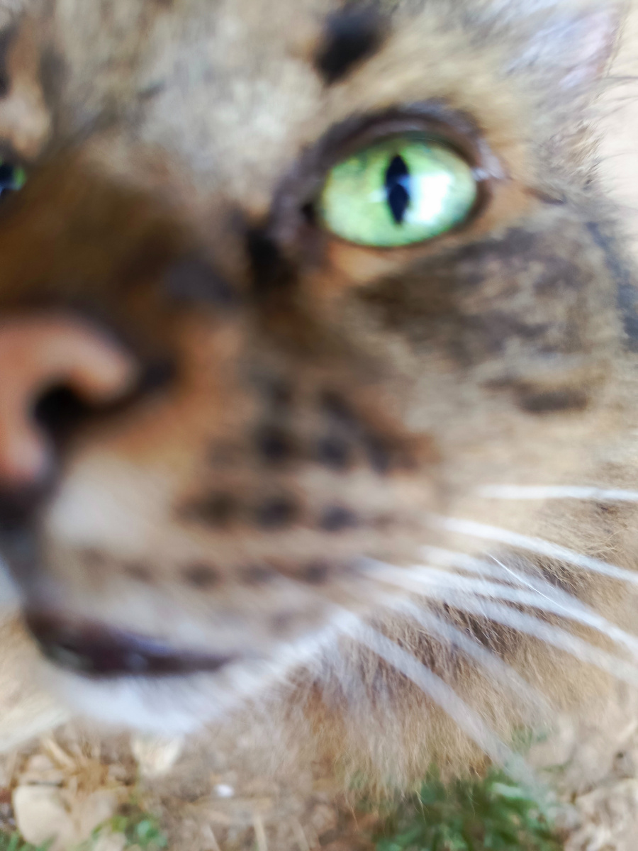 Тыкался носиком в камеру.