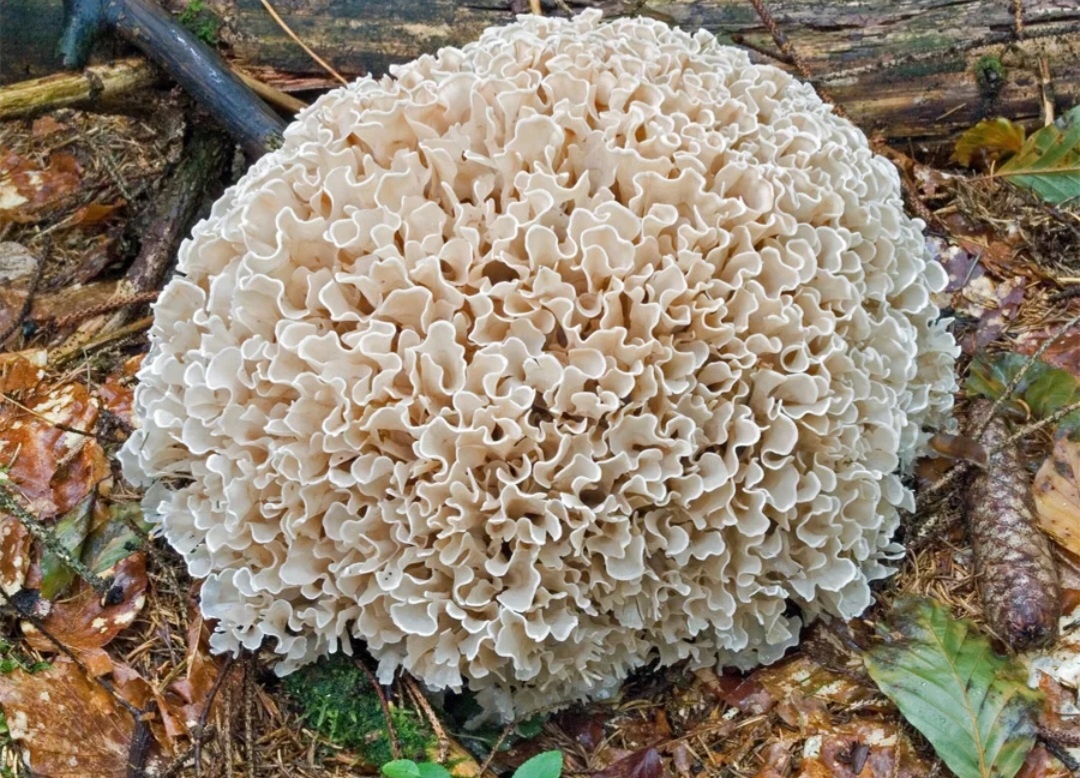 Спарассис курчавый приготовление. Спарассис пластинчатый гриб баран. Спарассис курчавый приготовление. Спарассис курчавый фото. Гриб спарассис курчавый.