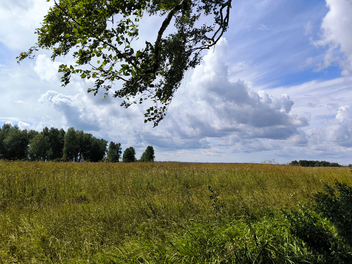 Поля нынче пустуют