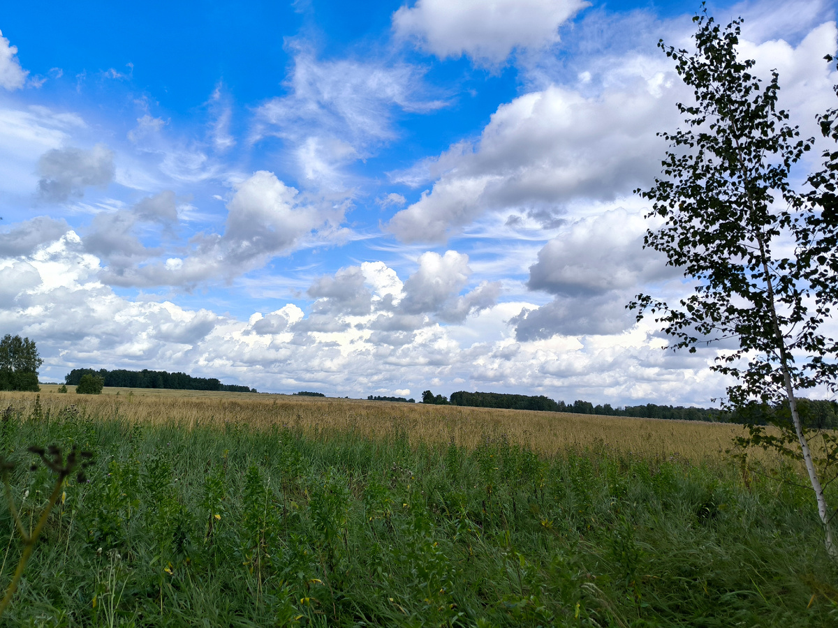 Что-то растёт, но больше на самосейку похоже