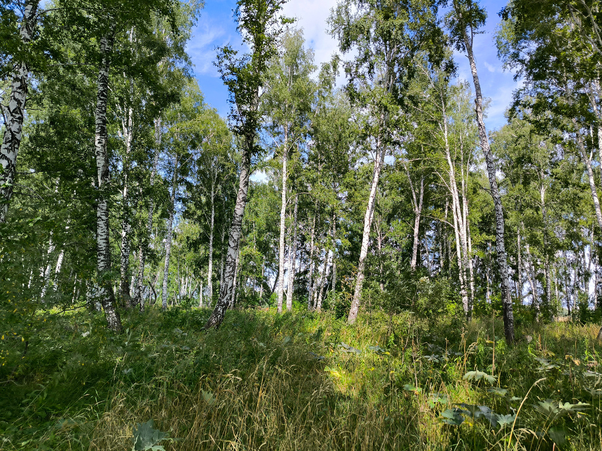 Травы в лесу много, непримятая ещё