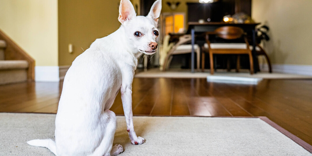«Если собака боится оставаться одна, её нельзя гладить, уходя из дома!»